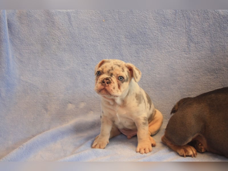 Französische Bulldogge