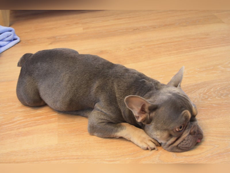 Französische Bulldogge