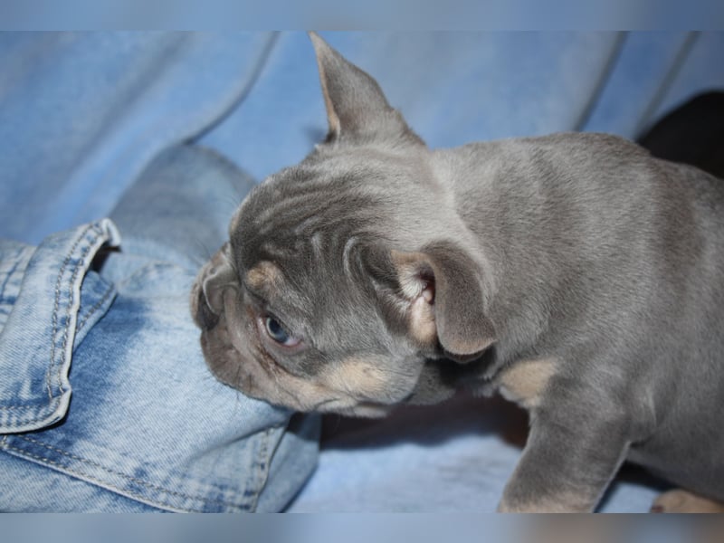 Französische Bulldogge