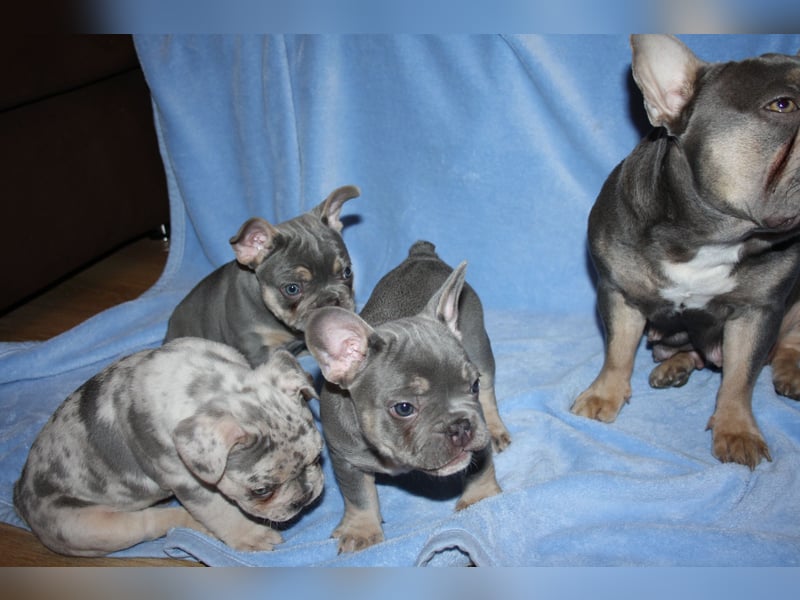 Französische Bulldogge