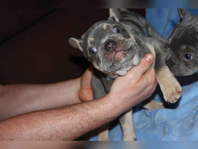 Französische Bulldogge
