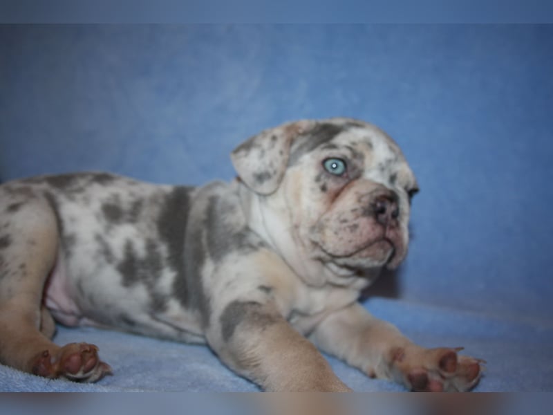 Französische Bulldogge