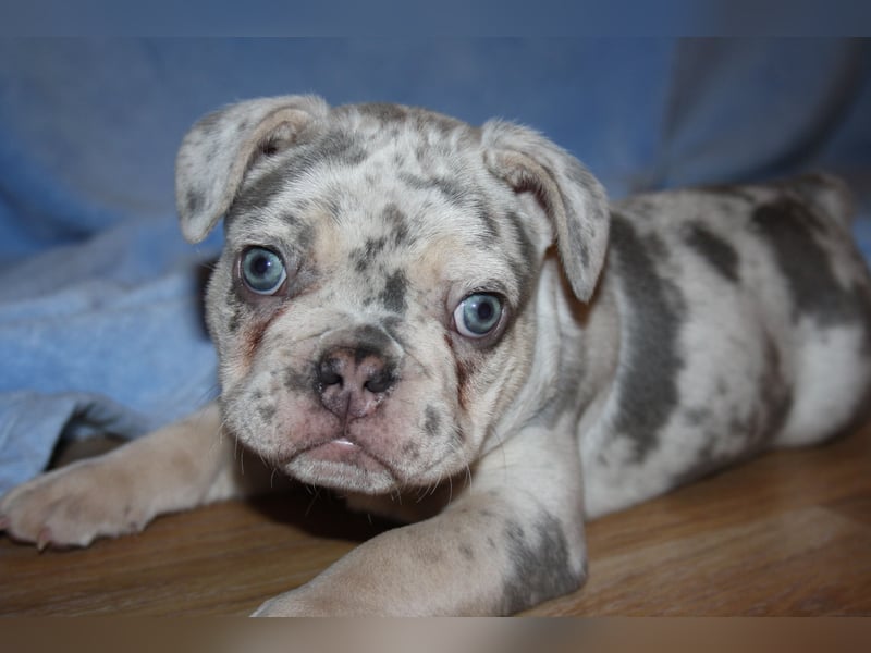 Französische Bulldogge