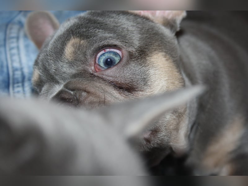 Französische Bulldogge