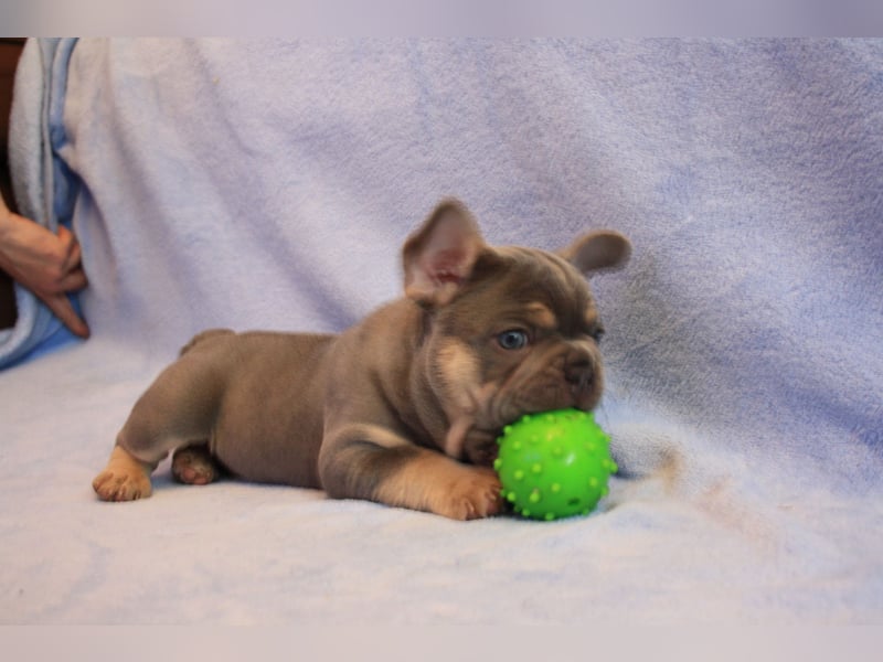 Französische Bulldogge