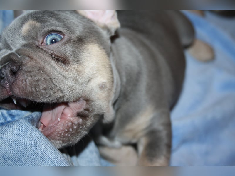 Französische Bulldogge