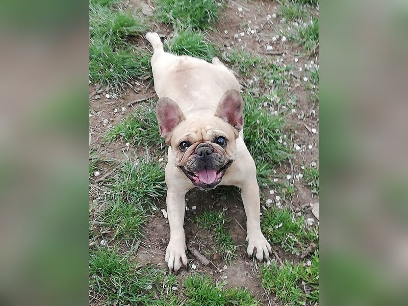 Französische Bulldogge Mädchen