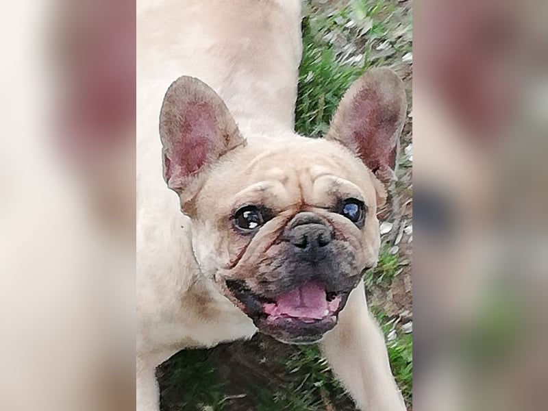 Französische Bulldogge Mädchen