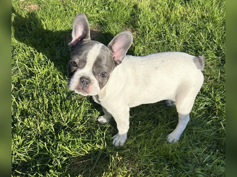 Französisch Bulldog Welpen