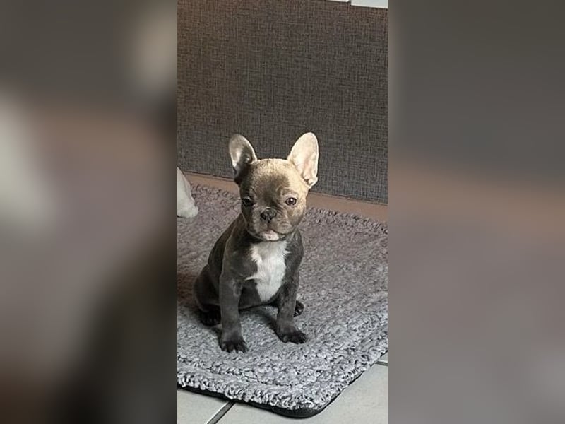 Französisch Bulldog Welpen