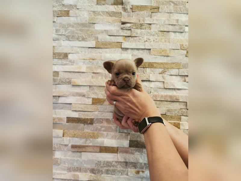 Französische Bulldogge Welpen Fluffy Träger
