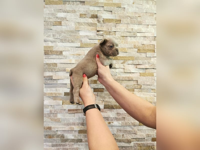 Französische Bulldogge Welpen Fluffy Träger