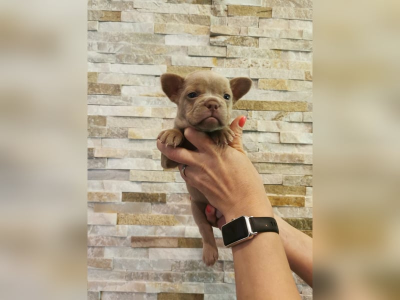 Französische Bulldogge Welpen Fluffy Träger