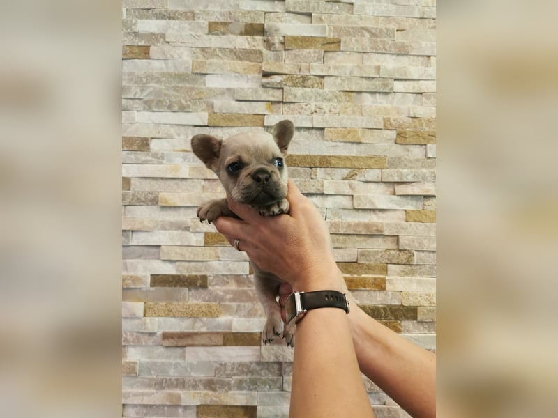 Französische Bulldogge Welpen Fluffy Träger