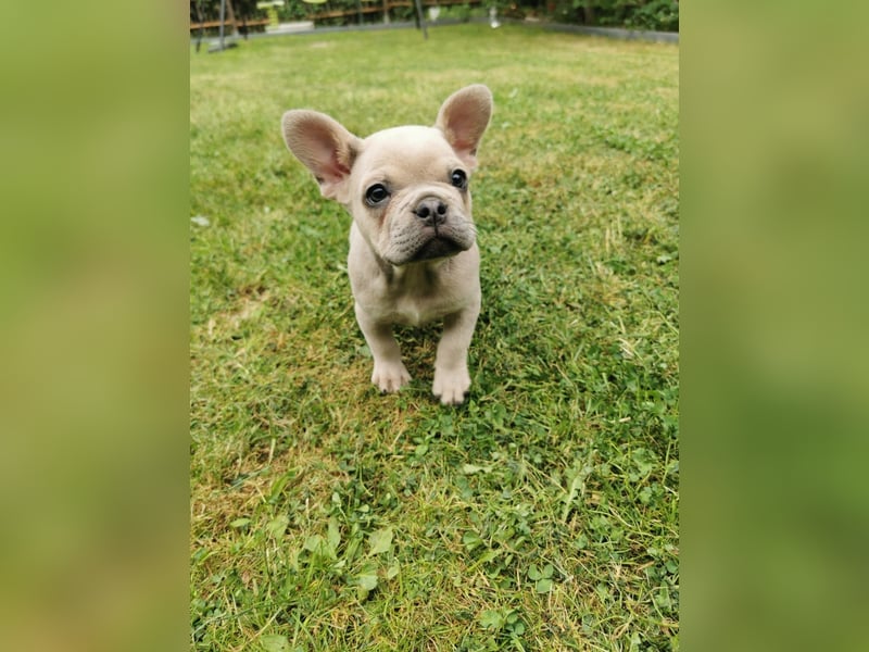 Französische Bulldogge Welpen Fluffy Träger