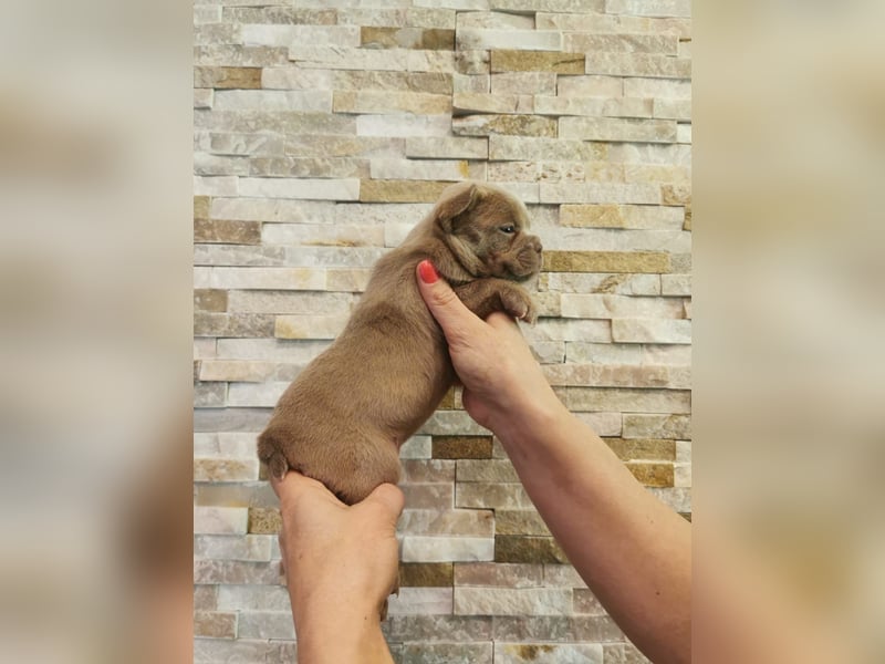 Französische Bulldogge Welpen Fluffy Träger