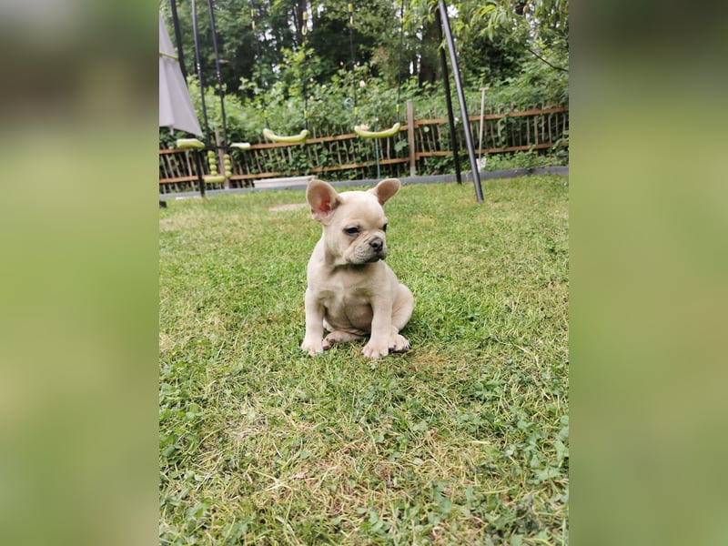 Französische Bulldogge Welpen Fluffy Träger