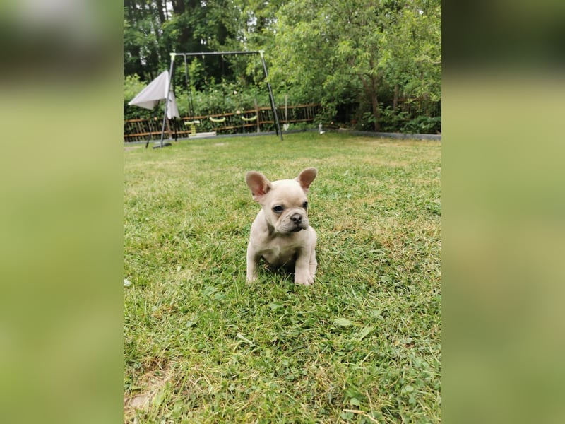 Französische Bulldogge Welpen Fluffy Träger