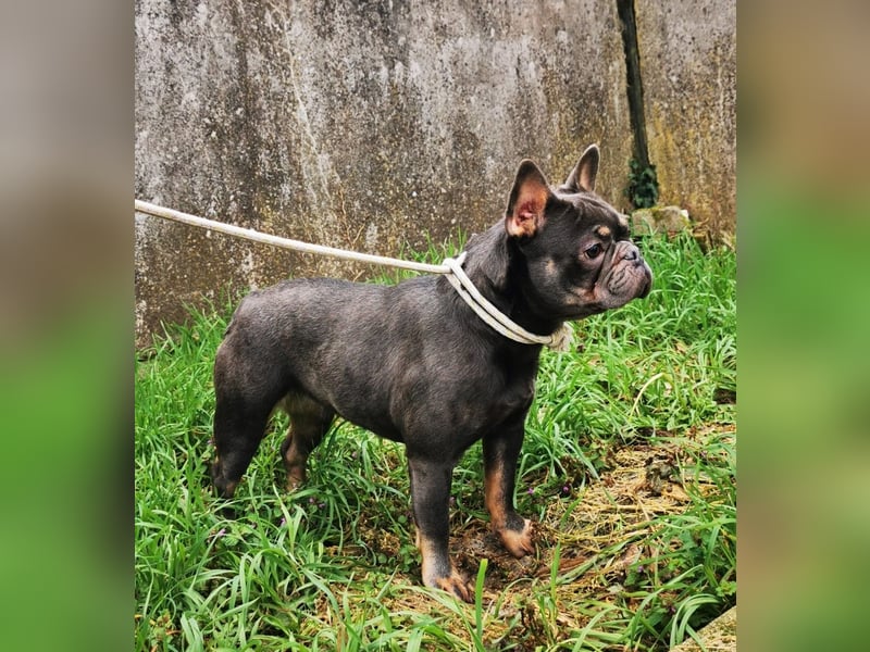 Französische Bulldogge Blau Tan