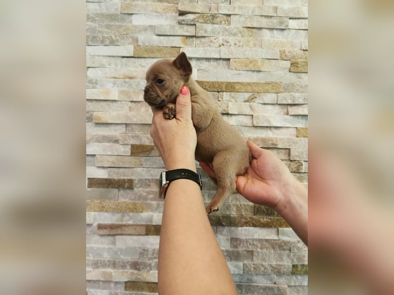 Französische Bulldogge Welpen Fluffy Träger