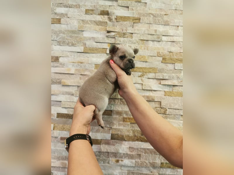 Französische Bulldogge Welpen Fluffy Träger