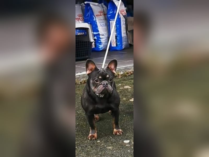 Französische Bulldogge Blau Tan