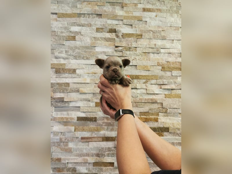 Französische Bulldogge Welpen Fluffy Träger