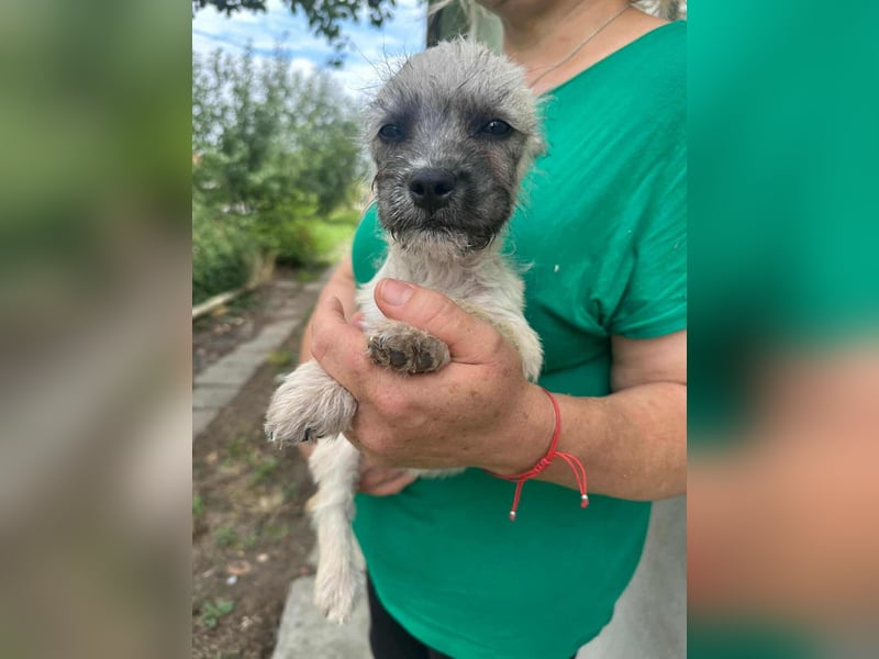 Sugar, geboren 01.05.2025, 21cm sucht ihr Glück