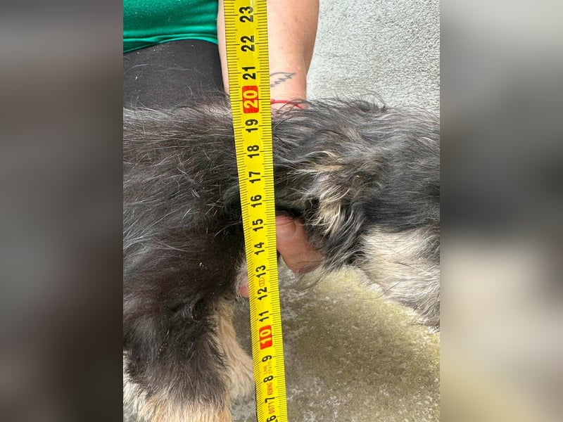 Suzy, geboren 01.05.2025, 20cm sucht ihre Chance