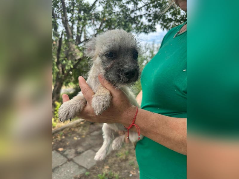 Sugar, geboren 01.05.2025, 21cm sucht ihr Glück