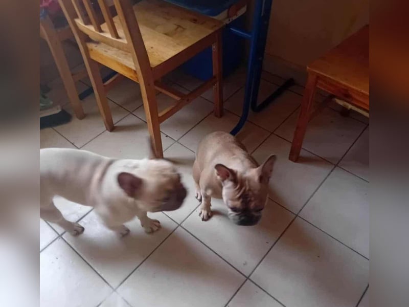 Scarlett, geboren 01.05.2025, 20cm sucht Ihr Zuhause