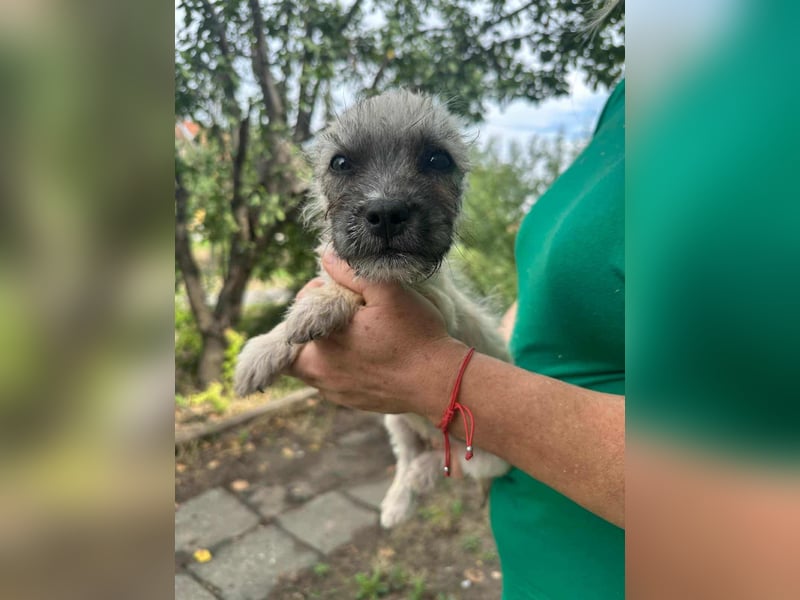 Sugar, geboren 01.05.2025, 21cm sucht ihr Glück