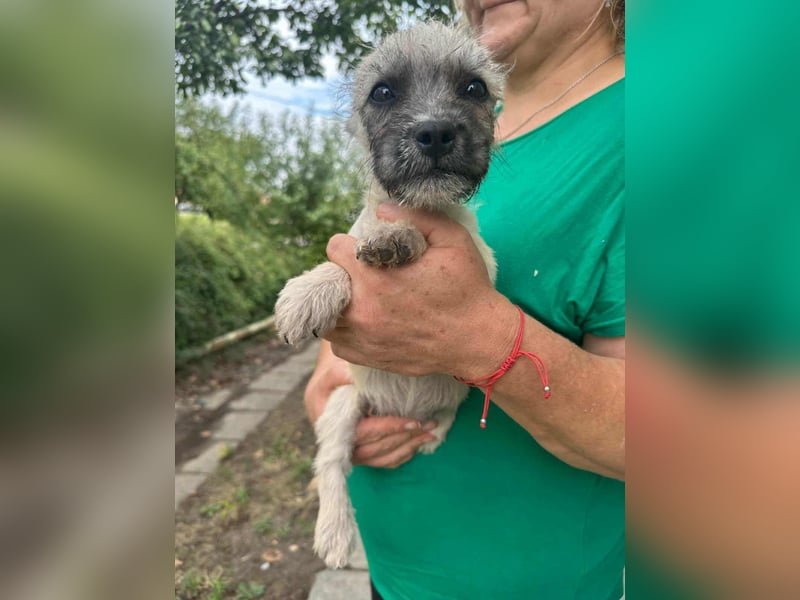 Sugar, geboren 01.05.2025, 21cm sucht ihr Glück
