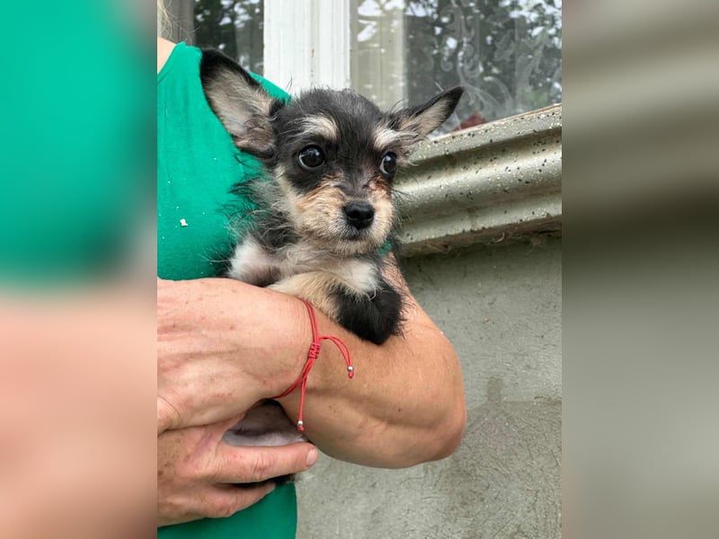 Scarlett, geboren 01.05.2025, 20cm sucht Ihr Zuhause