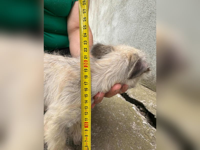 Sugar, geboren 01.05.2025, 21cm sucht ihr Glück