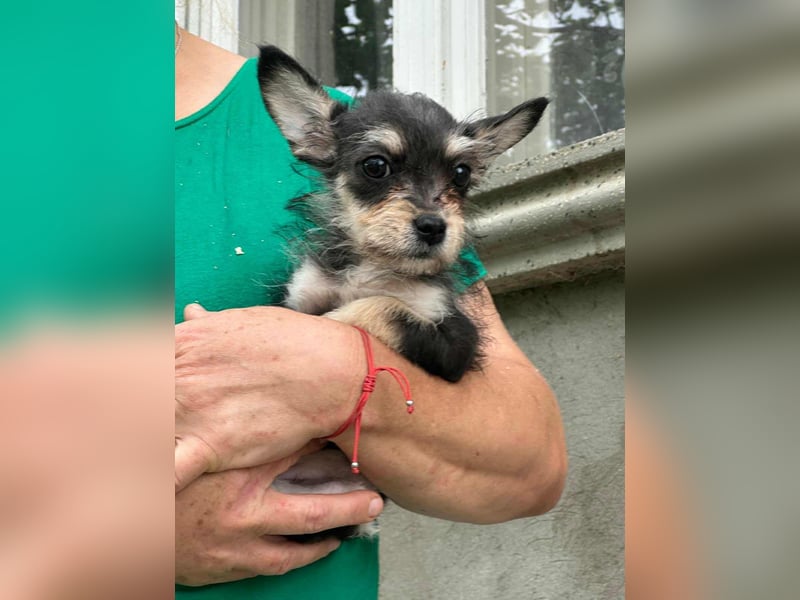 Scarlett, geboren 01.05.2025, 20cm sucht Ihr Zuhause