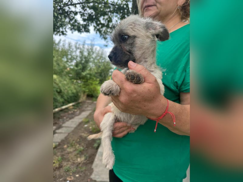 Sugar, geboren 01.05.2025, 21cm sucht ihr Glück