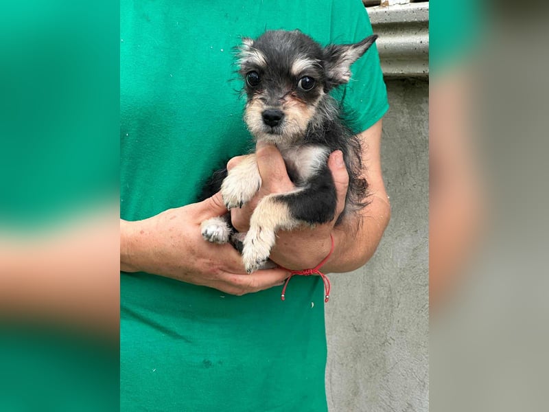 Scarlett, geboren 01.05.2025, 20cm sucht Ihr Zuhause