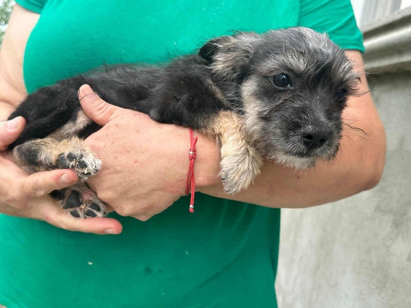 Suzy, geboren 01.05.2025, 20cm sucht ihre Chance