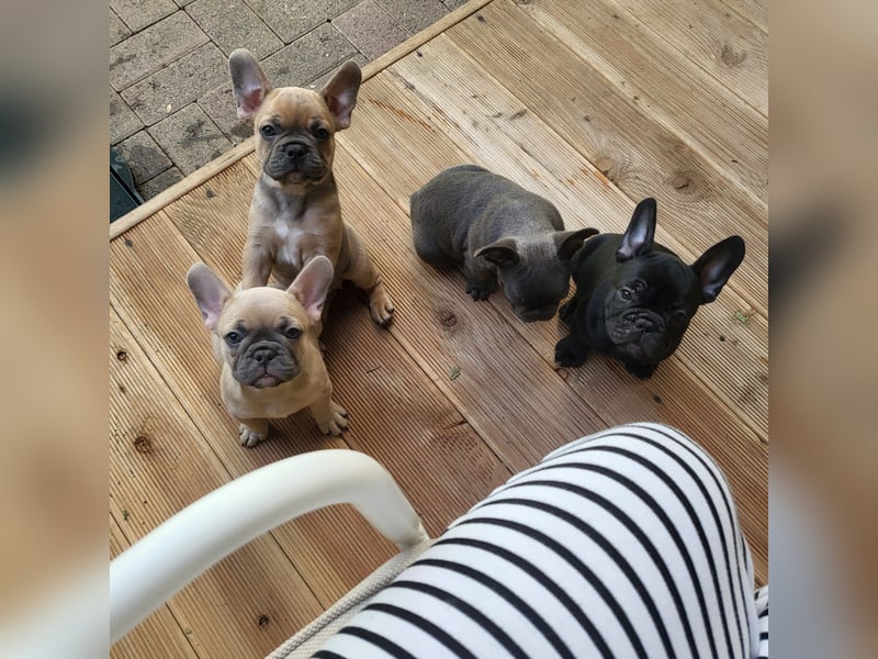 Schmusehund sucht neues liebevolles Zuhause