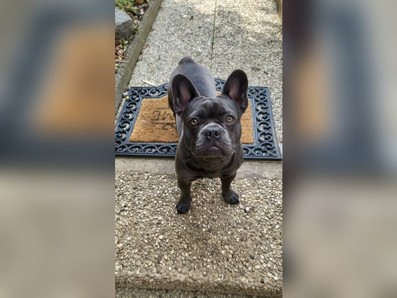 Schmusehund sucht neues liebevolles Zuhause