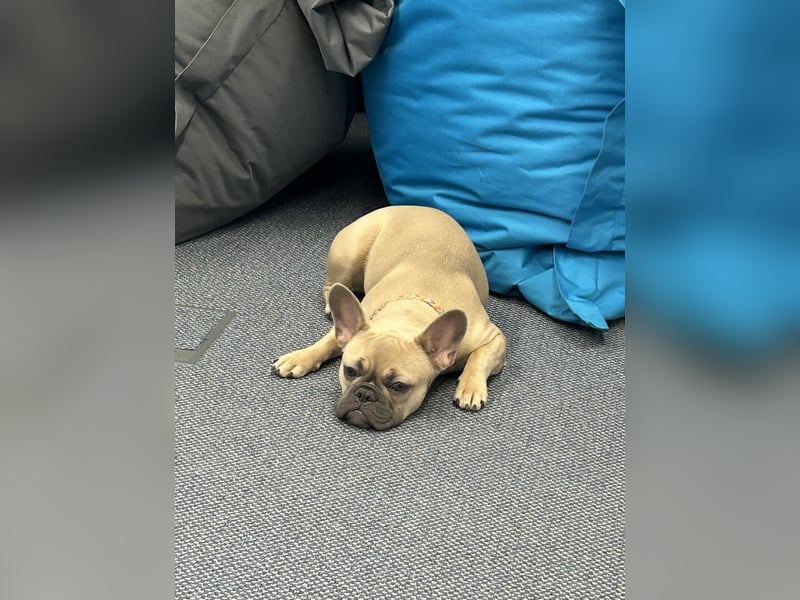 Schmusehund sucht neues liebevolles Zuhause