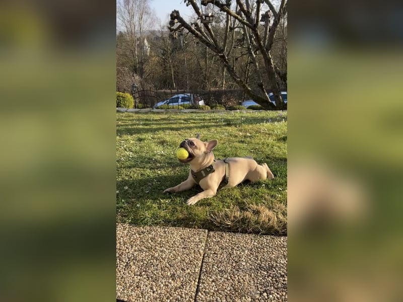 Schmusehund sucht neues liebevolles Zuhause