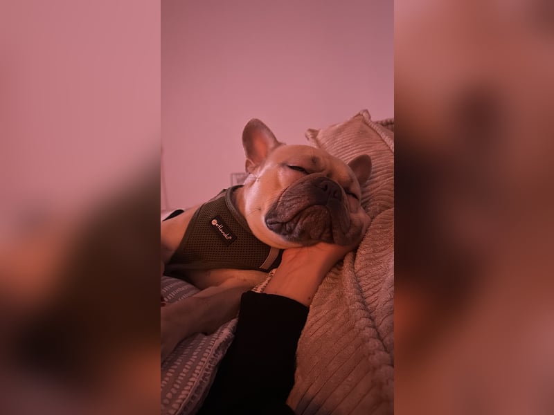 Schmusehund sucht neues liebevolles Zuhause