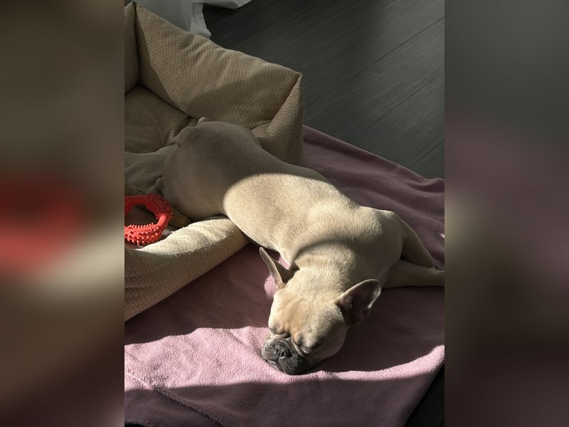 Schmusehund sucht neues liebevolles Zuhause