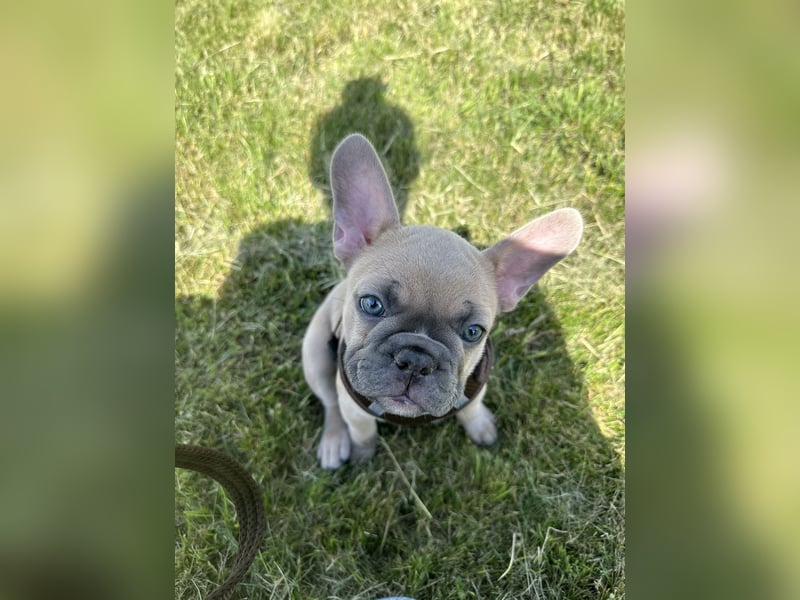 Schmusehund sucht neues liebevolles Zuhause