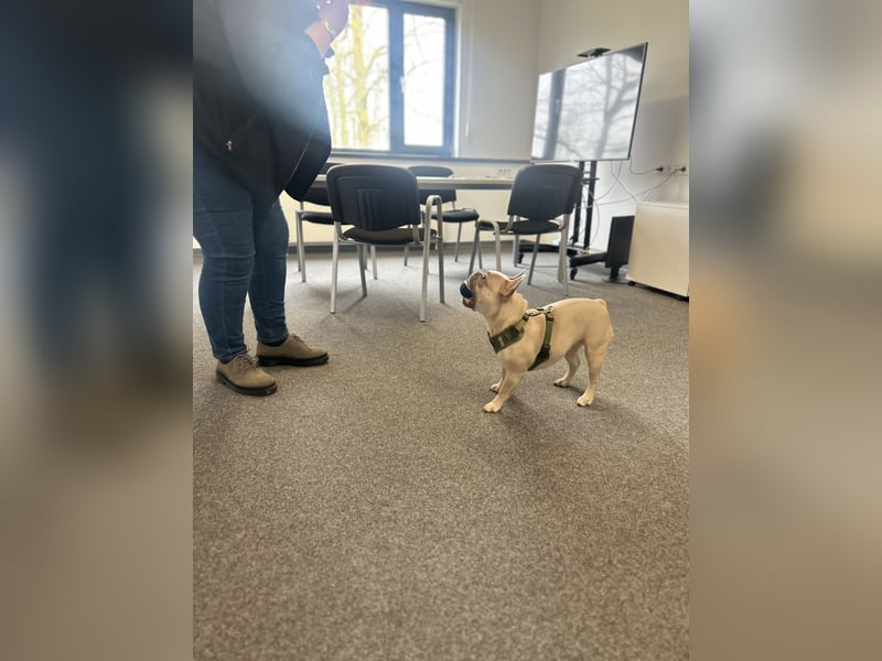 Schmusehund sucht neues liebevolles Zuhause