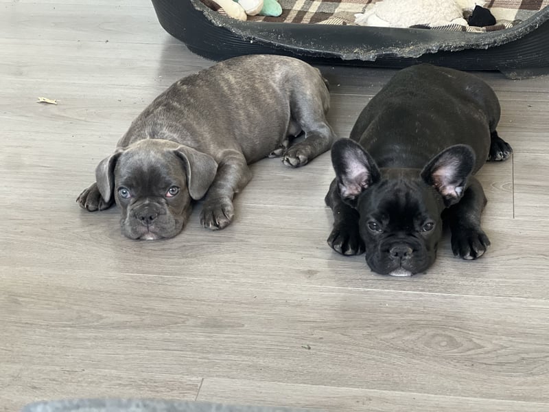Französische Bulldogge Hündin Ratenzahlung möglicj