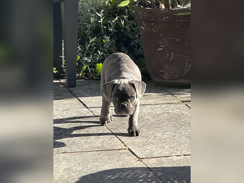 Französische Bulldogge Hündin Ratenzahlung möglicj