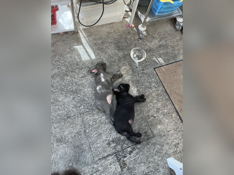 Französische Bulldogge Hündin Ratenzahlung möglicj